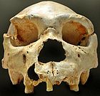 140px-Homo_heidelbergensis-Cranium_-5[1]